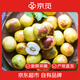 京覓 沾化冬棗新鮮采摘脆甜可口 單果12g+ 凈重3斤 源頭直發(fā) 包郵