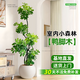 花行榜大型綠植物客廳室內盆栽花卉造型鴨腳木1.4-1.6m圓球盆源頭直發(fā)