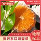 湖南東江湖蜜橘 清江無(wú)籽橘子 新鮮柑橘 甜過(guò)云南蜜桔 應季水果 3斤（凈重2.5斤） 9A級果  |  單果65mm+ (精選老樹(shù)橘子)