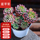 墨一【送貨上門】多肉植物帶盆大顆多肉植物盆栽組合辦公室內(nèi)桌面花卉 藍(lán)蘋果4-5頭+塑料簡易盆栽好 帶盆栽好