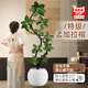 臨雅孟加拉榕樹(shù)客廳造型綠植室內大型盆栽1.65-1.85m米白球盆源頭直發(fā)