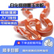 CSF-SH寵物蛇玉米蛇無(wú)毒可上手活體寵物玉米蛇幼崽蛇苗異寵爬寵活物蛇苗 白化甜甜圈 公