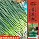 壽禾 小香蔥種子種苗四季家庭種植蔬菜種籽 濰育玉條農(nóng)家蔥種子2000粒
