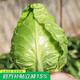 壽禾 紫甘藍種子包菜大頭菜秋冬季四季盆栽大棚壽光菜種籽 （綠）牛心甘藍種子2g
