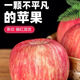 【頭茬現摘】正宗山東脆甜紅富士蘋(píng)果 新鮮時(shí)令水果現摘整箱 9斤帶箱凈重8.5斤 單果75-80mm