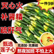 北京同仁堂胖·東來(lái)同款蓮子芯特級清熱降火去心火特級藥材天然清丨熱養生茶 老字號嚴選【頭茬蓮子芯】 【當季新貨】特級蓮子芯100·g*1罐