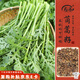壽禾 茼蒿種子種苗秋季小葉青菜家庭蔬菜種籽 濰豐濰嫩7號(hào)茼蒿種子95g