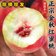 順豐正宗山東蒙陰金秋紅蜜桃秋桃脆甜毛桃子當季新鮮水果現摘整箱 3斤 順豐