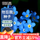 花沃里勿忘我花種子約300粒*2包 花卉種子四季草籽家庭盆栽陽(yáng)臺庭院種植
