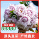 海蒂的花園幻紫月季花卉盆栽陽(yáng)臺庭院開(kāi)花植物源頭直發(fā)