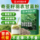 北京同仁堂羽衣甘藍(lán)粉奇亞籽代餐飽腹減肥瘦肚子燃脂高膳食纖維減肥瘦身 3盒【周期裝】
