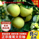 仙游度尾文旦柚清甜多汁孕婦當季新鮮水果現摘現發(fā)紅心紅肉白肉蜜柚 10斤【只多不少 產(chǎn)地直發(fā)】 順豐快遞【嚴選大果精品裝】