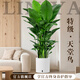 臨雅特級天堂鳥(niǎo)盆栽大型辦公室內客廳書(shū)房新房高級感大葉綠植物吸甲醛 【旗艦款】天堂鳥(niǎo)1.2-1.4米+自動(dòng)吸水盆