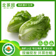 北菜園生菜有機散葉生菜250g有機蔬菜【進(jìn)店多樣加購】火鍋食材