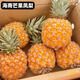 海南芒果鳳梨臺農23號新鮮當季水果 非手撕菠蘿香甜多汁 順豐包郵 1個(gè)嘗鮮裝 凈重1.5-1.9斤