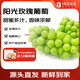 趣嘗鮮 山東陽光玫瑰葡萄  青提 凈重3斤 單枚10g 源頭直發(fā) 包郵
