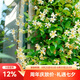 虹越芳香型爬藤花卉 意大利風車茉莉盆栽苗 花園庭院裝飾香味植物 黃風車1加侖