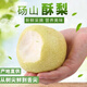梨園頤珍正宗碭山酥梨 新鮮青脆酥梨皇冠梨脆甜無(wú)渣多汁爽口當(dāng)季頭茬現(xiàn)摘 國(guó)家地理標(biāo)志授權(quán)認(rèn)證產(chǎn)品 凈重9斤左右（大果）