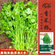 壽禾 小葉香菜種子苗秋季四季種植蔬菜種籽 濃香小葉香菜種子20g*5袋