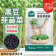 北蔬 芽苗菜種子水培蔬菜種籽家庭陽臺無土栽種 黑豆芽苗菜種子200g