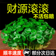 京悠雨帶葉銅錢(qián)草小綠植水培植物四季好養土培室內盆栽大葉金錢(qián)草銅錢(qián)草 銅錢(qián)草帶葉子特惠款【2盆】(不含盆)