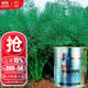 大禹華油999油菜種子油菜籽農科院出油高黃油菜雜交矮桿油原種批發(fā) 華油999油菜種子100g罐裝