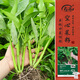 壽禾三叉空心菜種子苗通心菜冬春蔬菜種籽 濰豐三叉空心菜種子50g*2袋