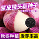 春枝韻獨頭蒜種子紫皮獨頭蒜蔬菜種籽秋冬季云南圓頭蒜菜種子四季高產(chǎn)農 紫皮獨頭蒜種子【1包500?！苛Ａ? title=