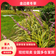 凝寒金邊麥冬草花苗綠化草坪別墅庭院花園宿根花卉常綠耐陰耐寒沿階草 金邊麥冬草/花葉麥冬草苗 【50棵裝】金邊麥冬草/花葉麥冬草苗