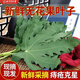 北京同仁堂無(wú)花果葉子痔瘡新鮮無(wú)花果葉子樹(shù)葉枝條藥材偏方無(wú)花果葉茶泡水喝 陸運(yùn) 鮮葉250克