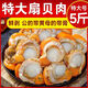 賣(mài)魚(yú)七郎【活貝鮮剝】賣(mài)魚(yú)七郎特大號扇貝肉帶海捕野生水產(chǎn)20/40冷凍整箱 500g /袋 1斤【鮮剝小扇貝】貴在運費 不推薦