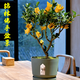 金手寶（JISOBO）金華錦林佛手盆栽佛手柑盆栽千指佛手小果盆景帶果佛手樹(shù)盆栽花卉 小果2年苗不帶果 黑色塑料盆 含盆
