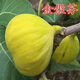 金傲芬無(wú)花果樹(shù)苗盆栽地栽南方北方四季種植當年結果樹(shù)苗 2年試栽苗1顆【2年后試果】