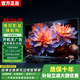 4K 王牌【家電補(bǔ)貼20％】超薄液晶電視機(jī)大屏客廳臥室電視高清護(hù)眼防藍(lán)光家用小尺寸智能語(yǔ)音窄邊超薄投屏 50LED【高清電視版】長(zhǎng)62*36厘米