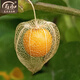 壽禾 東北姑娘果燈籠果種子洋菇娘黃金莓盆栽蔬菜陽(yáng)臺(tái)盆栽秋冬季種籽 洋姑娘果種子100粒+菇娘果秧24棵