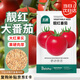 北蔬 西紅柿種子苗老品種大紅果番茄盆栽優(yōu)質(zhì)品種 靚紅番茄種子100粒