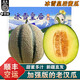 南步正宗新疆老漢瓜【順豐空運】軟糯哈密吐魯番特產(chǎn)火焰蜜瓜新鮮水果 冰雪皇后老漢瓜 7-8斤【2-3枚裝】空運