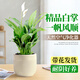 卉優(yōu)龜背葉吉利紅春羽白掌植物盆栽室內小綠植陽(yáng)臺耐陰超好養凈化空氣 精品白掌30-40cm【圓柱豎線(xiàn)陶瓷盆】