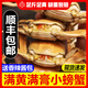 【活蟹】網(wǎng)兜蟹鮮活稻田蟹小螃蟹河蟹凈重足重淡水公母大閘蟹生鮮 公母二元蟹[0.5-0.7兩]20只（總重1.1斤）