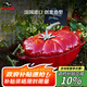 琺寶（staub）法國進口琺瑯平底無涂層鑄鐵雙耳燉鍋25cm番茄鍋櫻桃紅 40511-774