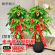 植男植女送禮步步高發(fā)財樹(shù)*2大棵盆栽客廳落地室內大型綠植物綠植源頭直發(fā)