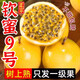 玢果萱廣西欽蜜9號(hào)黃金百香果新鮮水果9斤大果應(yīng)當(dāng)季整箱果醬原漿黃金果 3斤【40-60g】