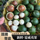 青惠悠云南新鮮夏威夷果青皮火山豆澳洲堅果奶香原味水果整箱 1斤裝【順豐】