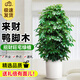 卉優(yōu)發(fā)財樹大葉綠蘿金錢樹盆栽開業(yè)喬遷客廳辦公室內(nèi)送禮大型綠植 八方來財鴨腳木【1.3-1.5米】 原盆【培育盆】