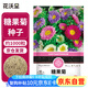花沃里糖果菊花種子約1000粒 花卉種子陽臺種菜土盆栽蔬菜種子庭院草籽