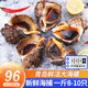漁哥戲魚海螺青島鮮活大號(hào)海螺中號(hào)海螺小海螺特大海螺肉【鮮活發(fā)貨】 中海螺 1500g 24-30只