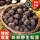 云南野生新鮮黑松露特級禮盒裝 Black Truffle塊菌高端食材蘑菇 黑松露3-4cm500g【茶色】