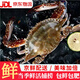 舟山梭子蟹鮮活速凍特大野生螃蟹生鮮飛蟹中秋送禮禮盒 5-7兩/只【4斤~蟹大肉肥】