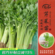 壽禾 蔬菜苗活苗帶土發(fā)貨大全菜苗種苗秋冬各種秧苗山東壽光苗子陽臺 小香芹菜苗10棵