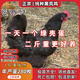 二斤重純種黑鳳雞活苗正宗半大綠殼蛋雞苗散養土雞苗脫溫小雞活苗 4-5兩重黑鳳雞 10只【2公8母】